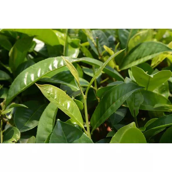 Pai Mu Tan fehér tea - 18db - bio - mrkt.hu