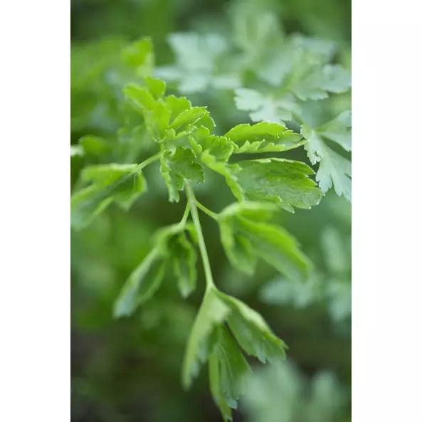 Petrezselyem vágott - 15g - bio - mrkt.hu