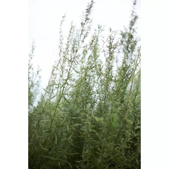 Tárkony vágott - 20g - bio - mrkt.hu