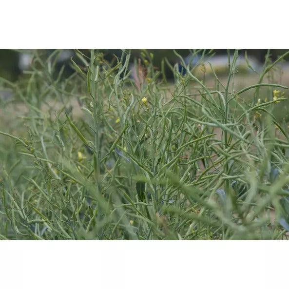 Sárga mustármag egész - 120g - bio - mrkt.hu