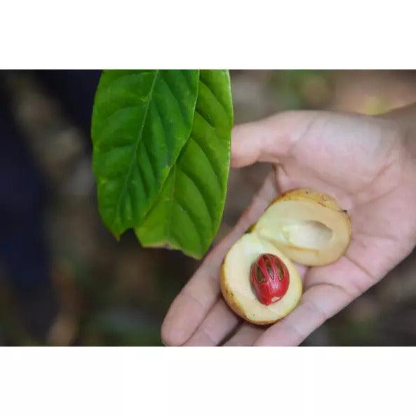 Szerecsendió őrölt - 30g - bio - mrkt.hu