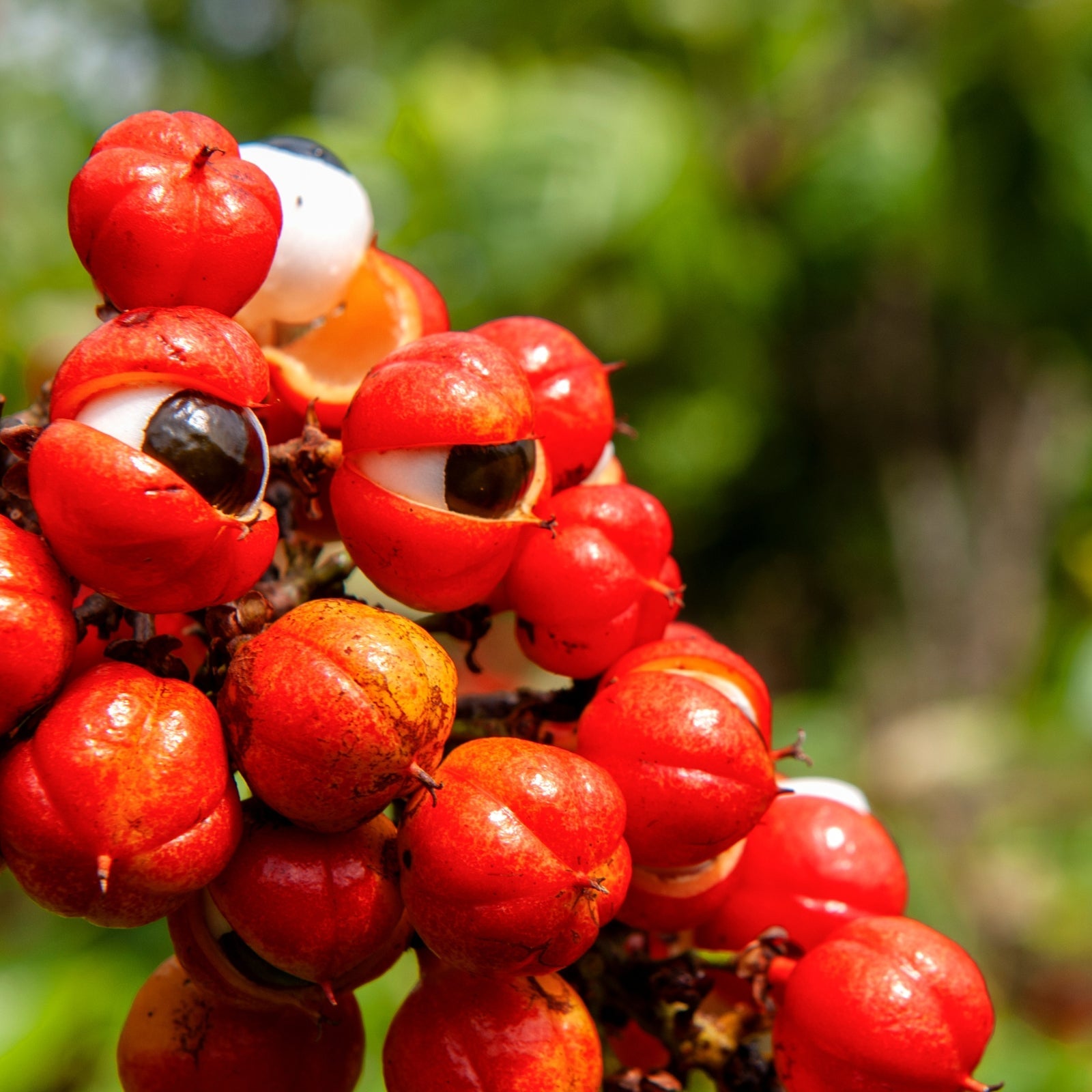 Guarana por - 100g