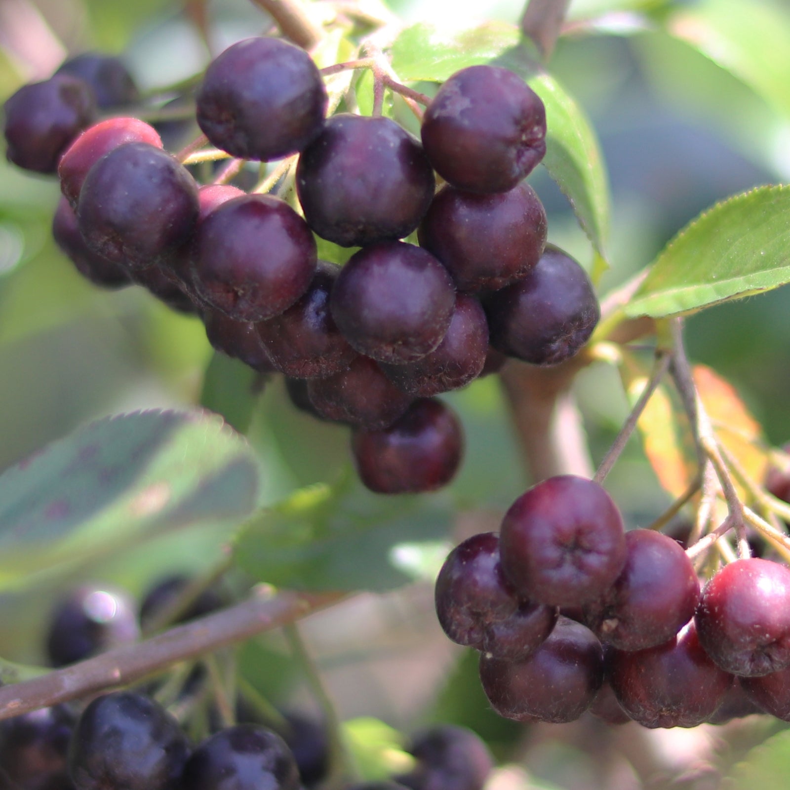 Acai por - 60g