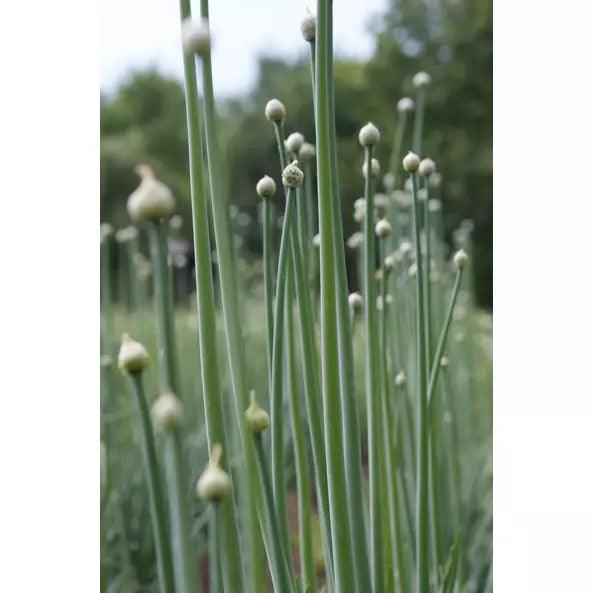 Fokhagyma granulátum - 40g - bio - mrkt.hu