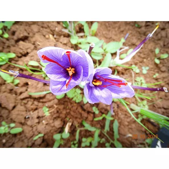 Sáfrány bibe egész - 0,5g - bio - mrkt.hu